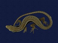 藏品(長尾南蜥)的圖片